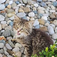 All Pets Animal Hospital LLC ico