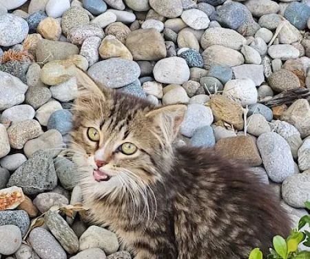 All Pets Animal Hospital LLC