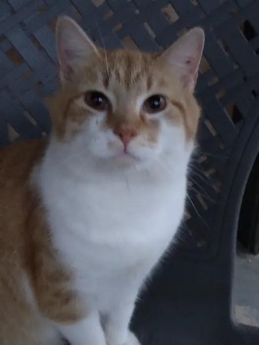 All Pets Animal Hospital LLC Picture 4