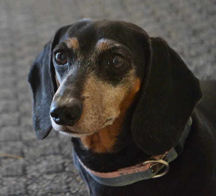 All Pets Animal Hospital LLC Picture 2