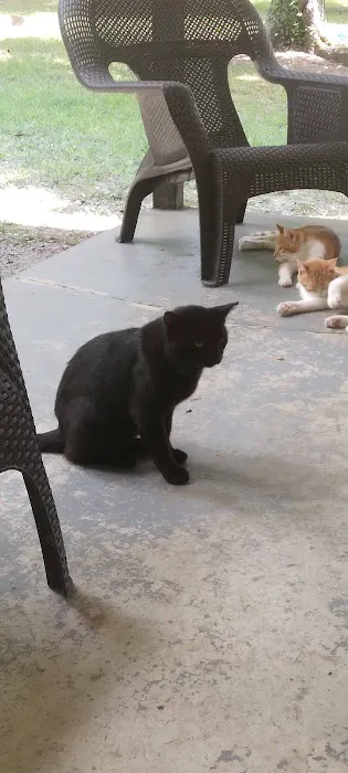 All Pets Animal Hospital LLC Picture 3