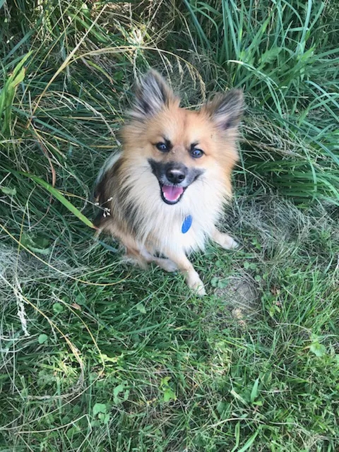 Nashville Animal Clinic Picture 1