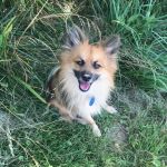 Nashville Animal Clinic