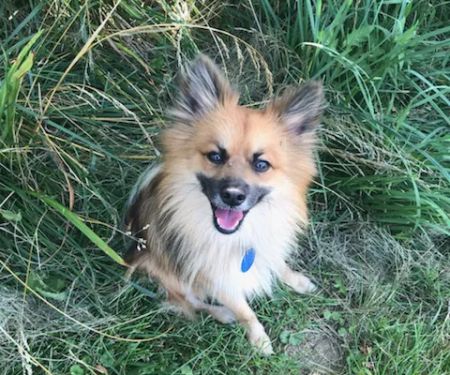 Nashville Animal Clinic