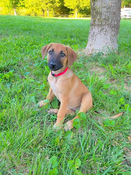 Nashville Animal Clinic Picture 3