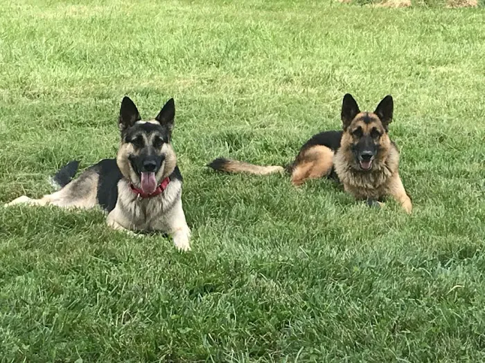 Nashville Animal Clinic Picture 2