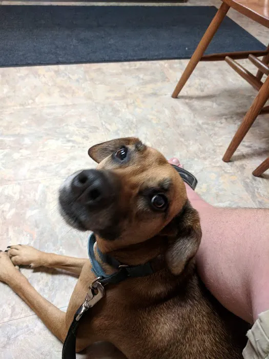 Nashville Animal Clinic Picture 4