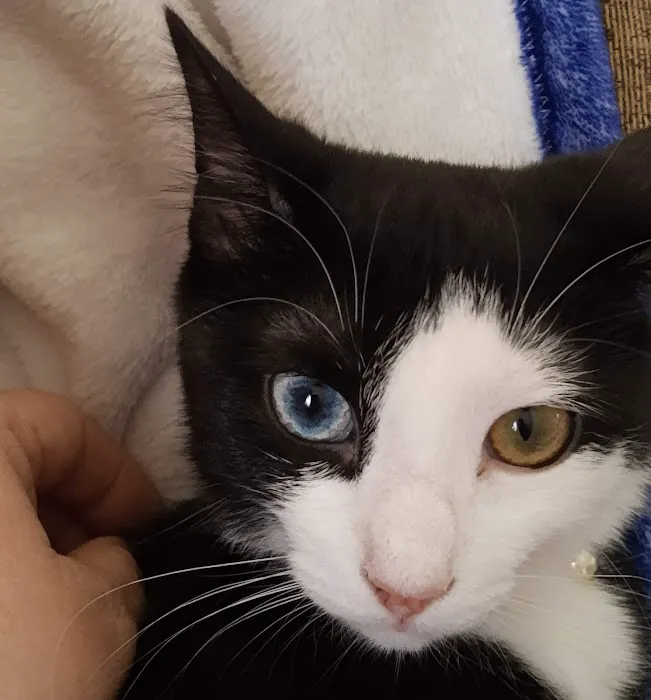 Nashville Animal Clinic Picture 6