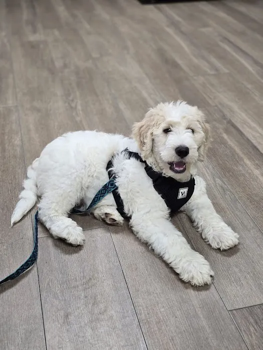 Nashville Animal Clinic Picture 7