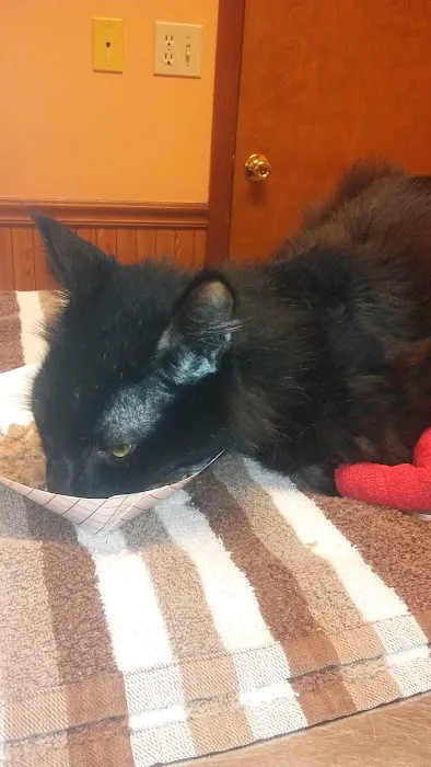 Nashville Animal Clinic Picture 9