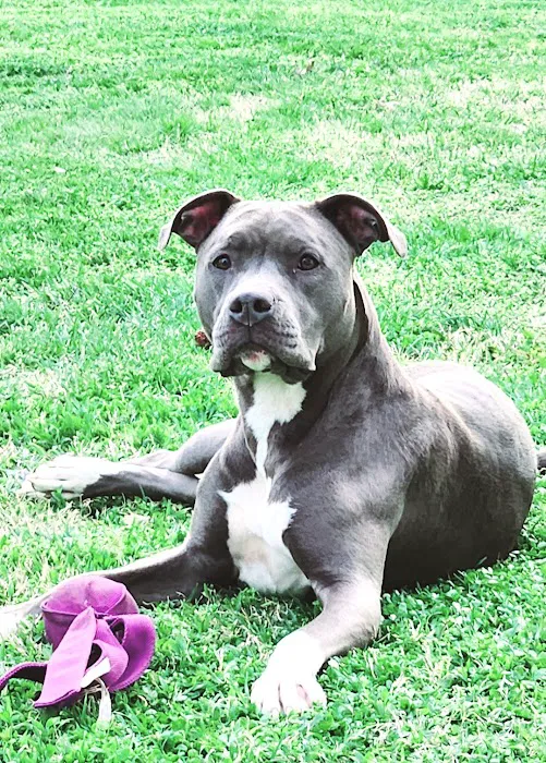 Nashville Animal Clinic Picture 10