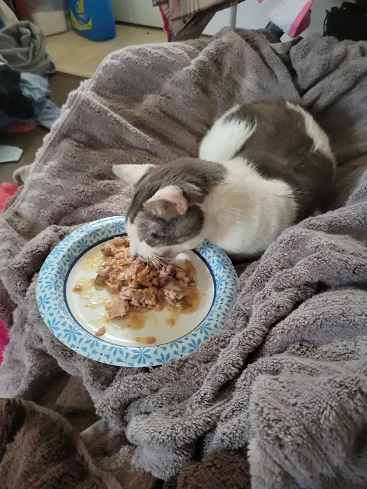 Mascoutah Animal Hospital Picture 2