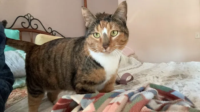 Mascoutah Animal Hospital Picture 4