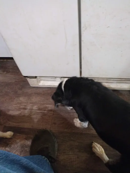 Mascoutah Animal Hospital Picture 9