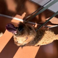 Scott AFB Veterinary Treatment Facility ico