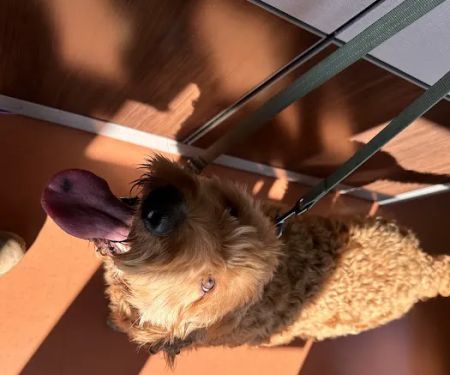 Scott AFB Veterinary Treatment Facility