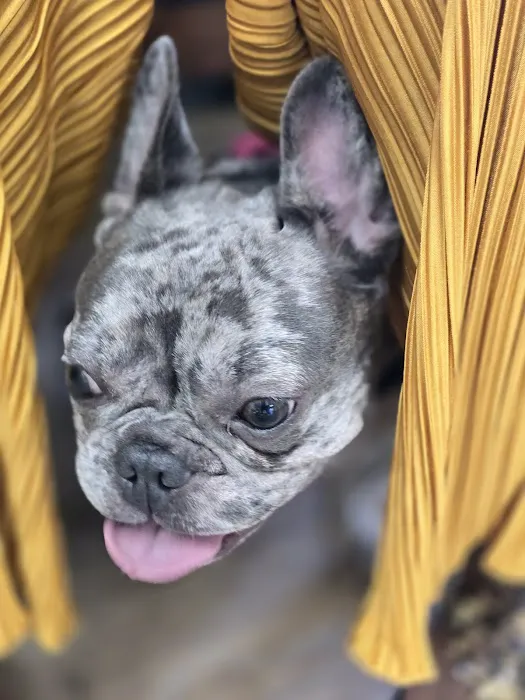 All About Pets Veterinary Hospital Picture 2