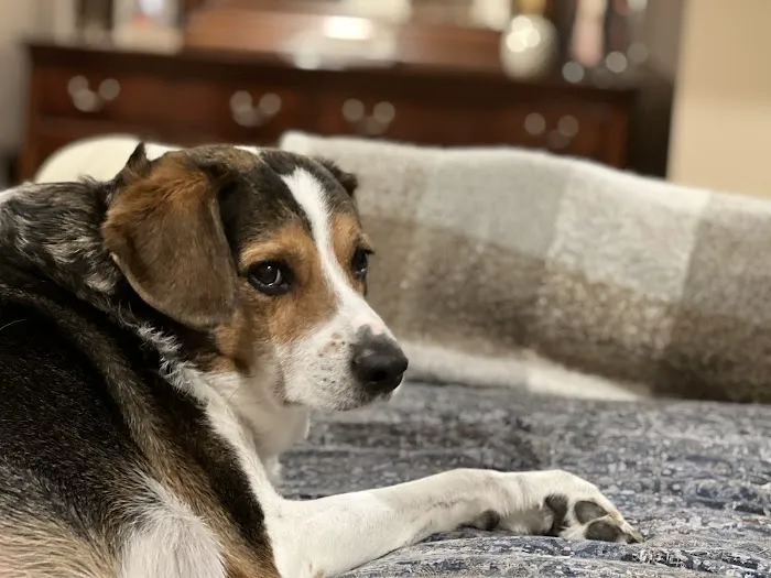 All About Pets Veterinary Hospital Picture 1