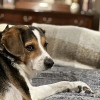 All About Pets Veterinary Hospital ico