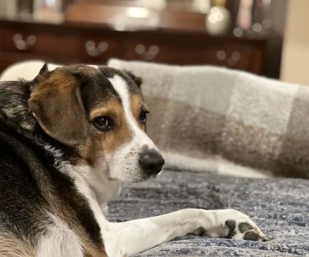 All About Pets Veterinary Hospital