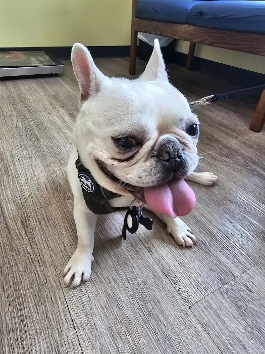 All About Pets Veterinary Hospital Picture 3