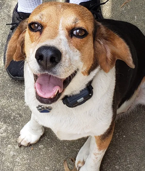 All About Pets Veterinary Hospital Picture 5