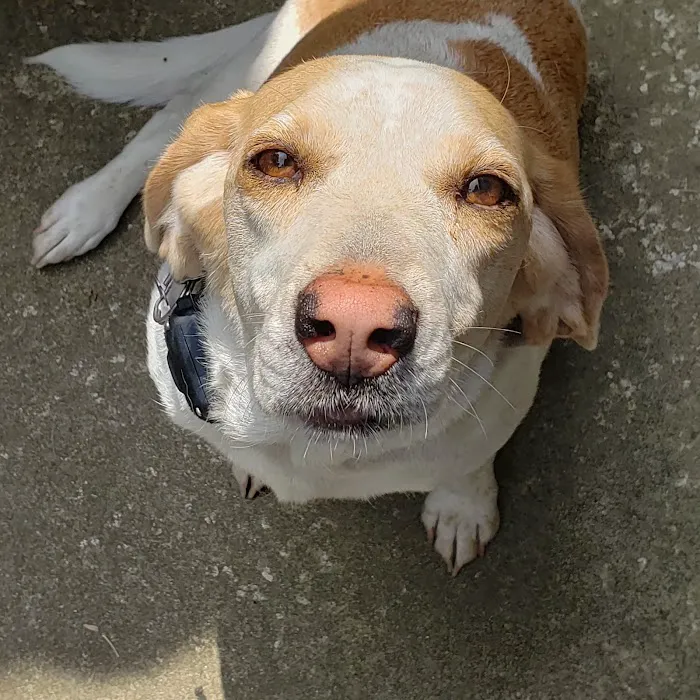 All About Pets Veterinary Hospital Picture 4