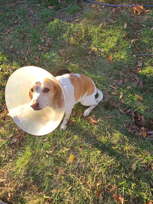 All About Pets Veterinary Hospital Picture 6