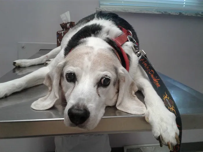 All About Pets Veterinary Hospital Picture 7