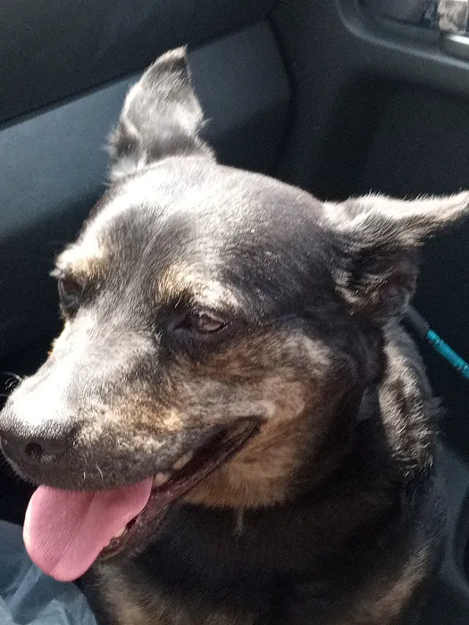 All About Pets Veterinary Hospital Picture 9