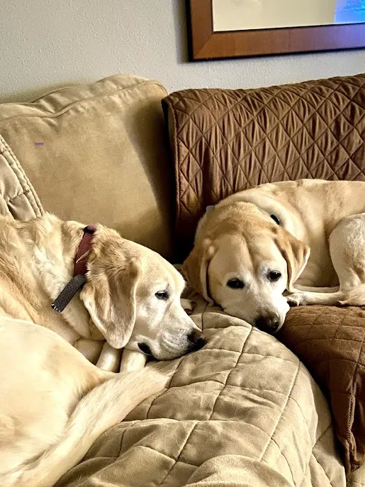 All About Pets Veterinary Hospital Picture 10