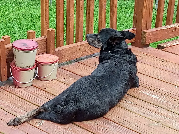 All About Pets Veterinary Hospital Picture 8