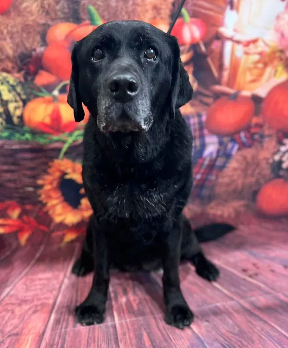 Shiloh Veterinary Clinic Picture 3