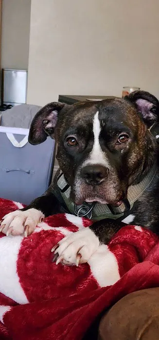 Shiloh Veterinary Clinic Picture 8