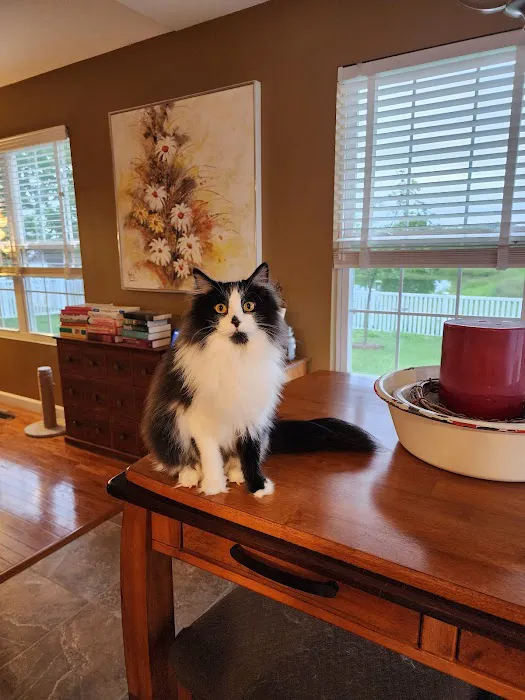 Four Paws Animal Hospital Picture 1