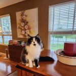 Four Paws Animal Hospital