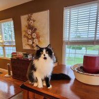 Four Paws Animal Hospital ico