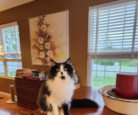 Four Paws Animal Hospital