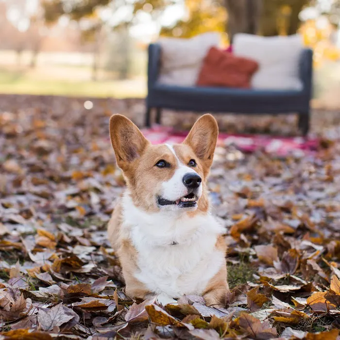 Four Paws Animal Hospital Picture 3
