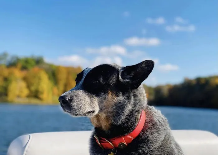 Four Paws Animal Hospital Picture 6