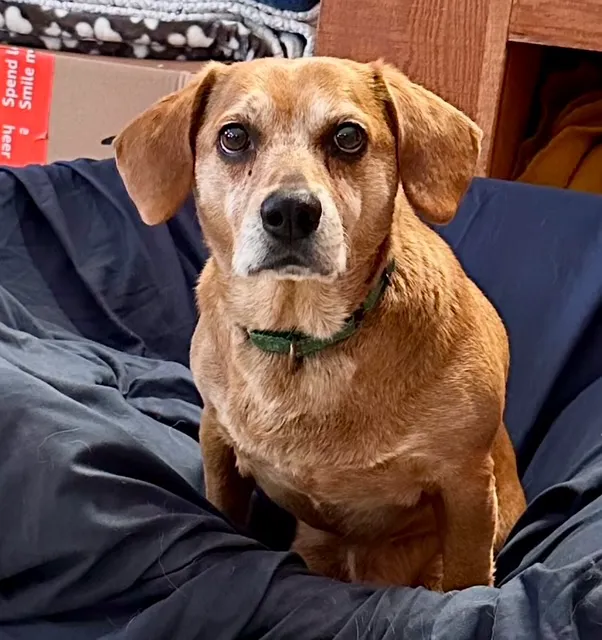 Four Paws Animal Hospital Picture 5