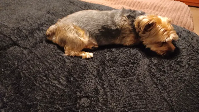 Banfield Pet Hospital Picture 3