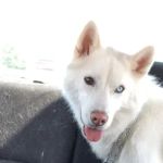 Banfield Pet Hospital