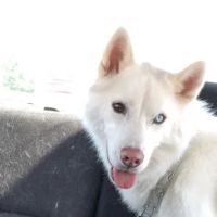 Banfield Pet Hospital ico