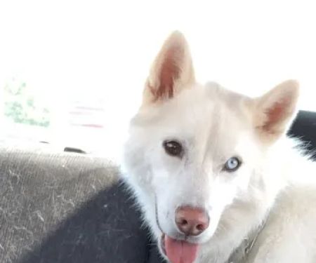 Banfield Pet Hospital