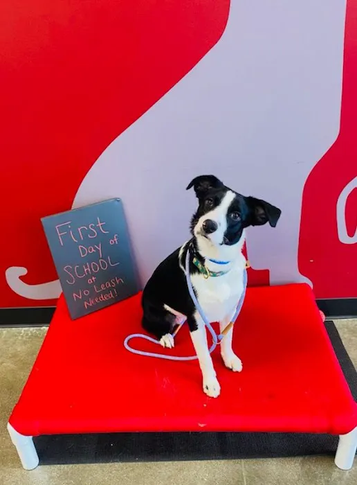 Banfield Pet Hospital Picture 5