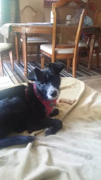 Banfield Pet Hospital Picture 8