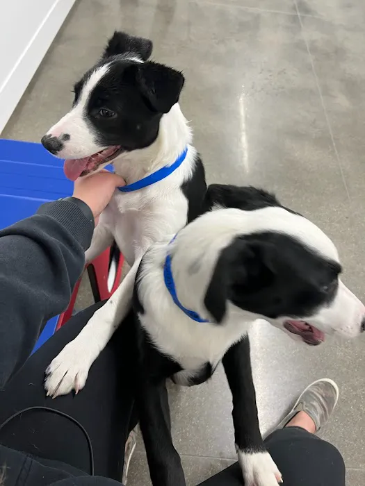 Banfield Pet Hospital Picture 7