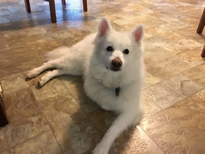 Healthy Pets Animal Hospital and Rehabilitation Center Picture 2