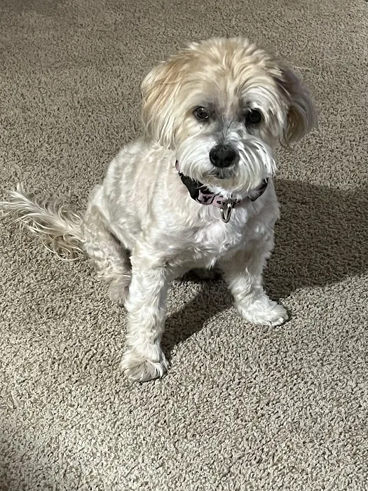 Healthy Pets Animal Hospital and Rehabilitation Center Picture 8